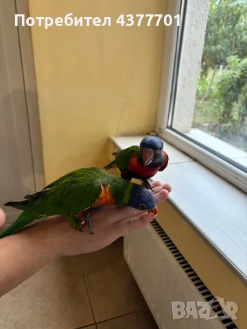 Продавам папагал порода Лори , снимка 1