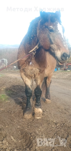 Работен кон, снимка 3 - Коне - 52890875