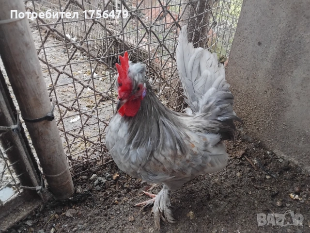 Бреговски петлета 