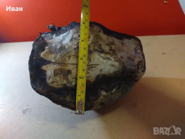 Дървесни гъби за декорация , снимка 10 - Други - 49038065