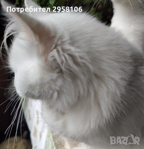 котенца бели,4 мес