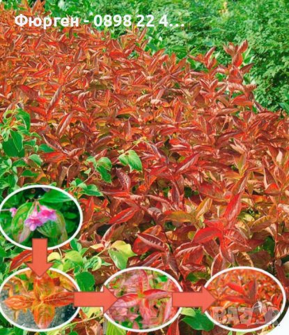 Вайгела Огнени крила/ Weigela florida 'Wings of Fire', снимка 11 - Разсади - 40954335
