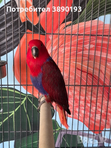 Женски еклектус , снимка 5 - Папагали - 52262485