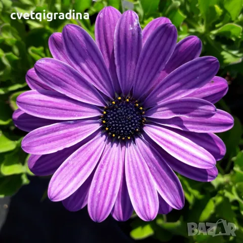 Osteospermum ‘Power Blue’(Остеоспермум Силно синьо)