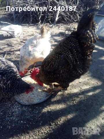 Домашни петли 