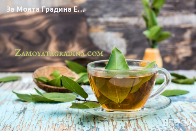 Дафинов лист , снимка 4 - Градински цветя и растения - 53634044