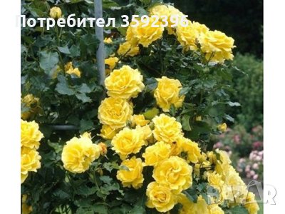 Продавам 10 цвята рози катерливи резници общо за 10 лева, снимка 2 - Градински цветя и растения - 42478846