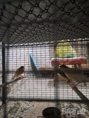 Канарчета Разград, снимка 8 - Канари - 51976505