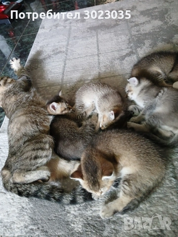 британска чинчила с родословие 600лв , снимка 17 - Британска късокосместа - 53013627