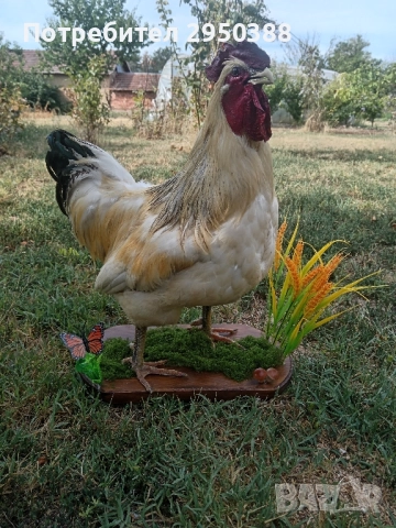 Препариран петел за декорация , снимка 2 - Декорация за дома - 51624473