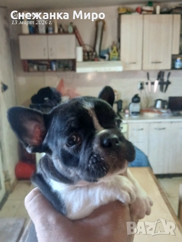 френски булдог. , снимка 7 - Френски булдог - 53830931