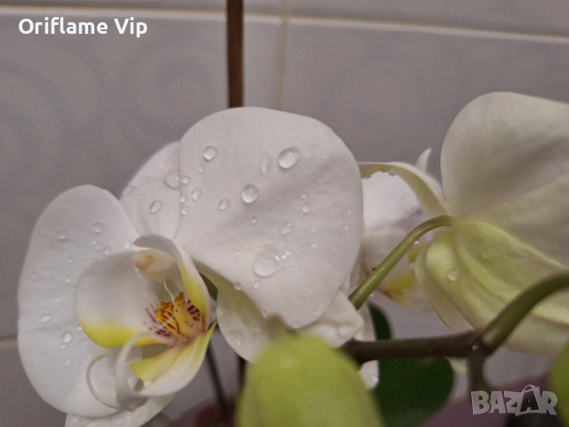 Орхидея , снимка 2 - Стайни растения - 44657653