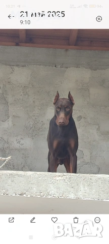 Продавам родословни добермани.Жендки и мъжки.Тел.0884276911, снимка 8 - Доберман - 53745178