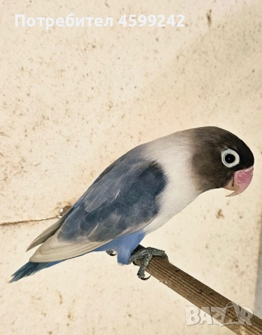 Неразделки , снимка 2 - Папагали - 53298121