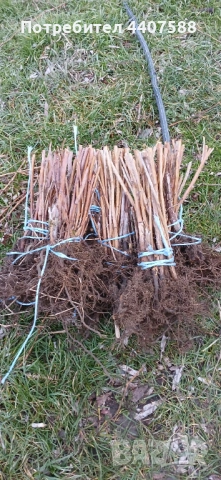 Целогодишен разсад ягоди и малини , снимка 10 - Разсади - 53653670