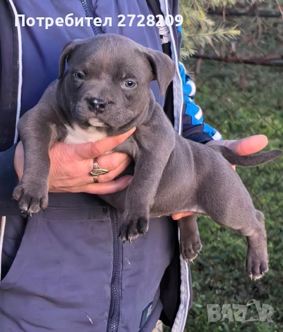 Американско Були Покет/American Bully Pocket , снимка 9 - Питбул - 52860044