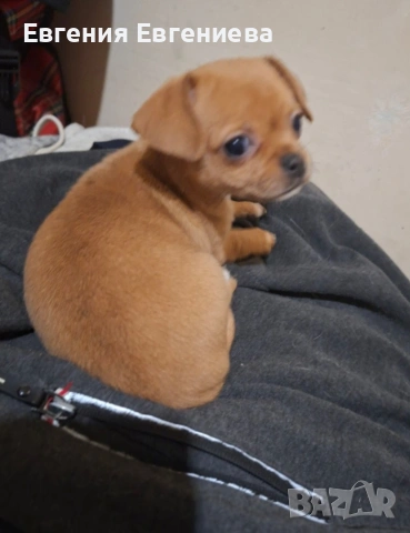 Мини чихуахуа, едно момиче., снимка 3 - Чихуахуа - 52887110