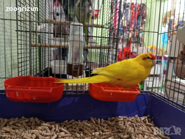 Какарики бебета, снимка 2 - Папагали - 53021379