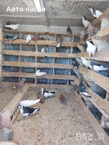 Гълаби на летене пазарджишки , снимка 6 - Гълъби - 42538041