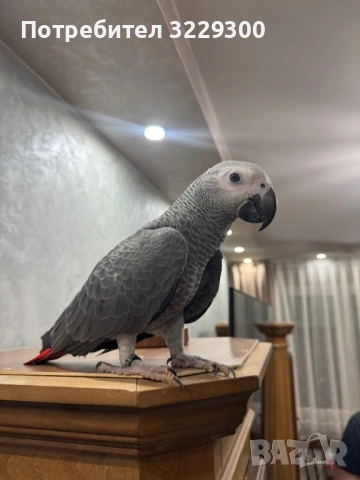Папагал Жако, снимка 4 - Папагали - 53670859