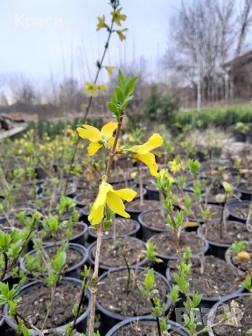 Форзиция, снимка 3 - Градински цветя и растения - 49526655