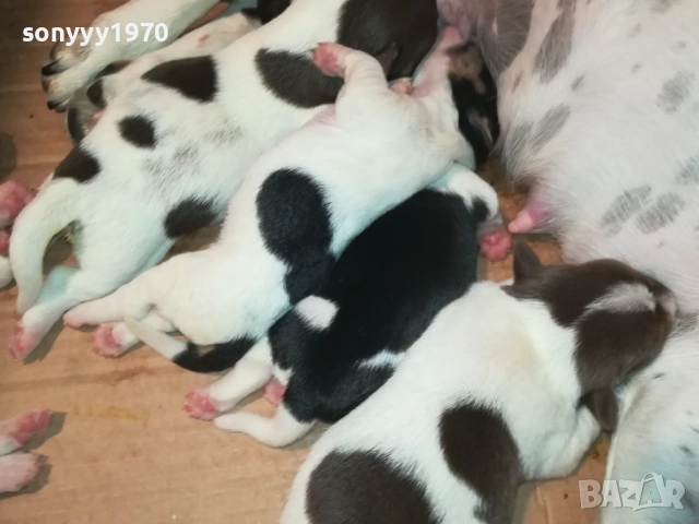 ДЖАК РЪСЕЛ БЕБЕТА-УНИКАЛНИ СЛАДУРИ 250ЛВ ЗА ЕДНО 0109250837 