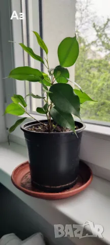 Продавам Бенджамини, височина 30-35 см, снимка 6 - Стайни растения - 49896679