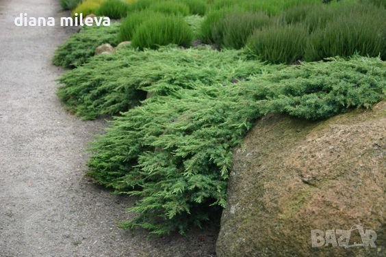 Juniperus Green Carpet, Хвойна Зелен Килим!!!, снимка 4 - Градински цветя и растения - 39478963