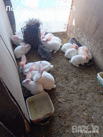 зайци порода бял великан 