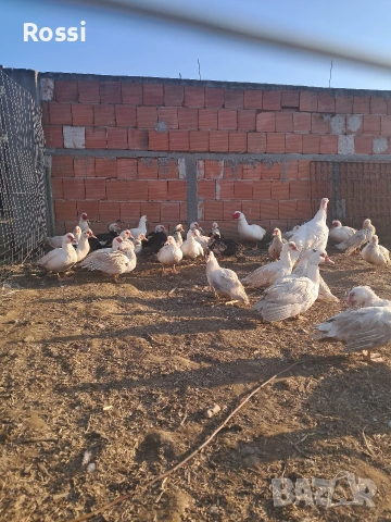 Неми патици за разплод, снимка 2 - Патици и гъски - 53837625