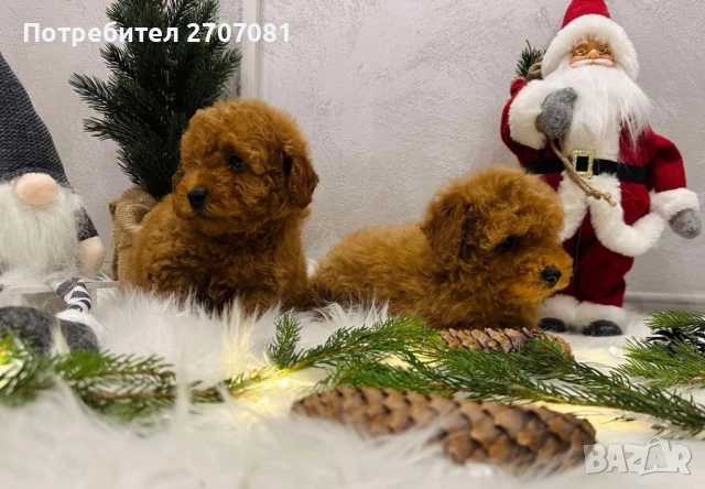 Мини пудел, снимка 3 - Пудели - 52913297