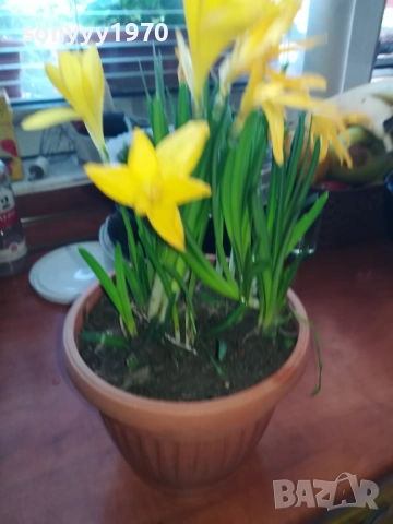 ЦВЕТЯ В САКСИЯ 1910251229, снимка 9 - Градински цветя и растения - 52105462