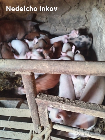прасенца, снимка 4 - Прасета - 53147574