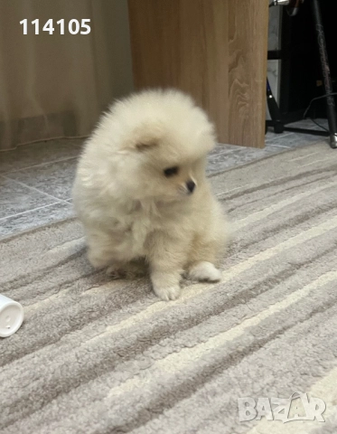 Померан , снимка 1