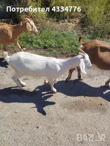 Продавам женски Ярета