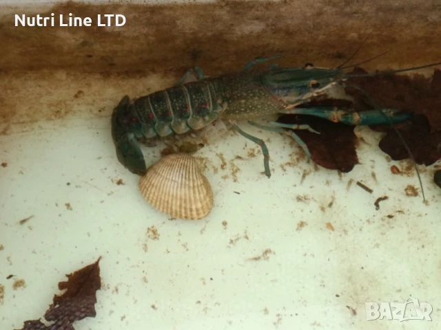 Австралийски син рак , снимка 3 - Други - 51268853