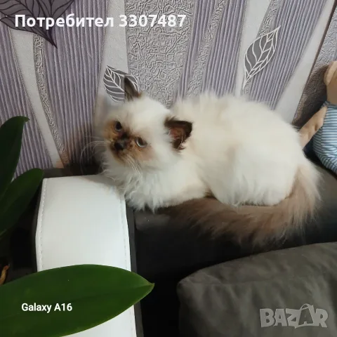 Коте порода Регдол, снимка 2 - Други - 54607291