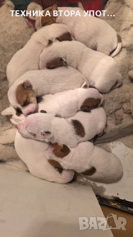 Джак ръсел териер родени на 29.11.25