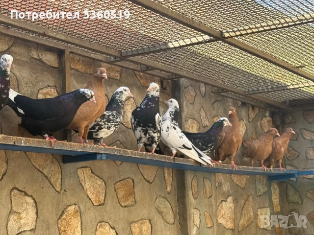 Гълаби неврени и лимонки, снимка 13 - Гълъби - 50813378