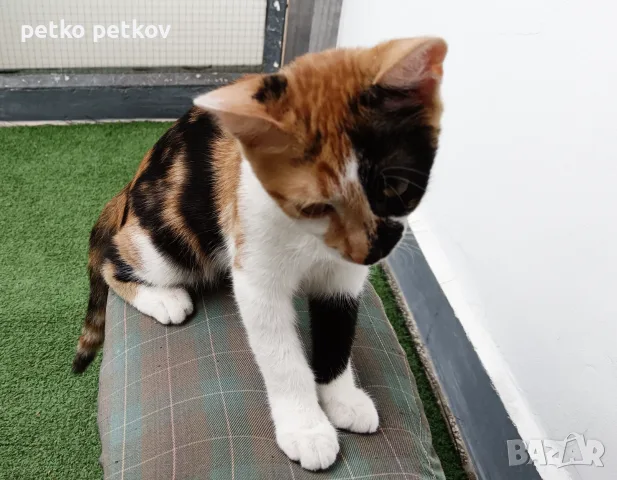 Подарявам малко котенце/ Kleine Katze zu verschenken, снимка 2 - Други - 55829031