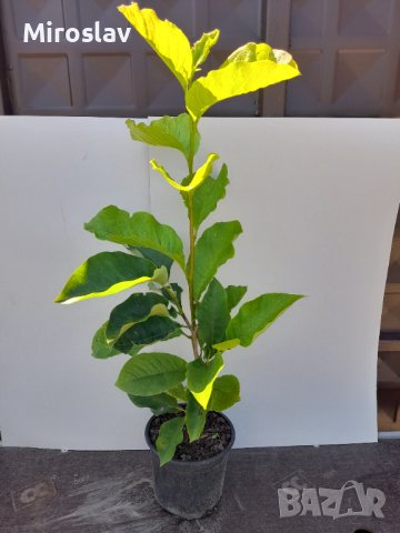 Magnolia Black Beauty - Черна красавица, снимка 5 - Градински цветя и растения - 41504078