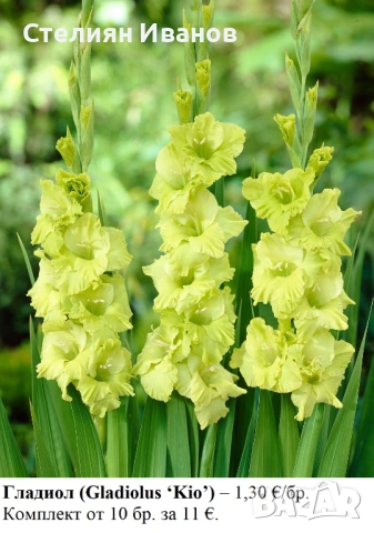 ВИСОКИ ГЛАДИОЛИ - РАЗЛИЧНИ СОРТОВЕ (ГРУДКИ), снимка 8 - Сортови семена и луковици - 53654374
