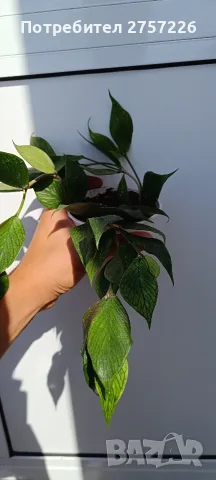 Hoya polyneura,Хоя полинеура, снимка 2 - Стайни растения - 56071207