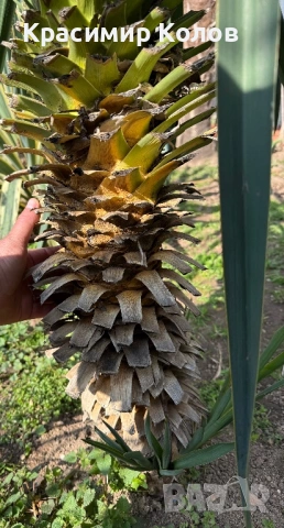 Юка рекурвифолиа, Yucca recurvifolia, декоративни растения, сухоустойчиви, студоустойчиви, снимка 2 - Градински цветя и растения - 53860160