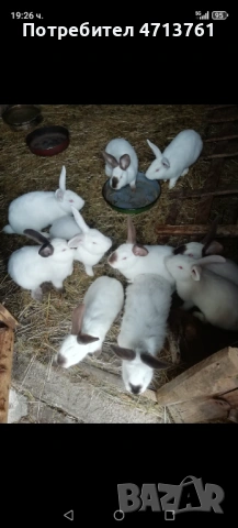 Зайци, снимка 3 - Други животни - 53155463