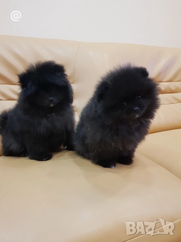 Померан померанчета момче и момиче!, снимка 3 - Померан - 52967692