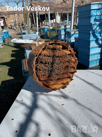 Продавам пчелни семейства в тръвни , снимка 1 - За пчели - 44633650