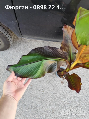 Банановото дърво на Абисиния - Червен Банан или етиопски банан Цена 32лв, снимка 7 - Разсади - 51148296