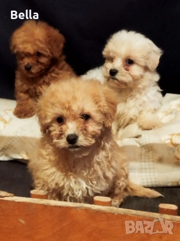 Малтипу , снимка 4 - Пудели - 52968407