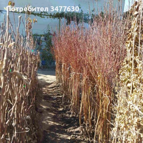 Овощни плодни дръвчета , снимка 9 - Градински цветя и растения - 42639025